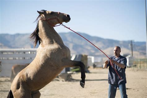 training wild mustang horses